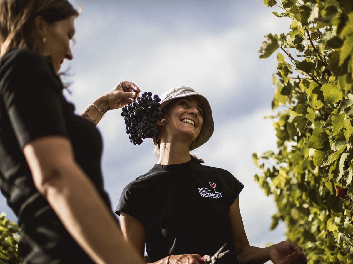 Betriebsausflug in die Pfalz: Weinlese beim Weingut Holz-Weisbrodt